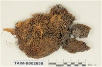 藏品(絲瓜苔屬)的圖片